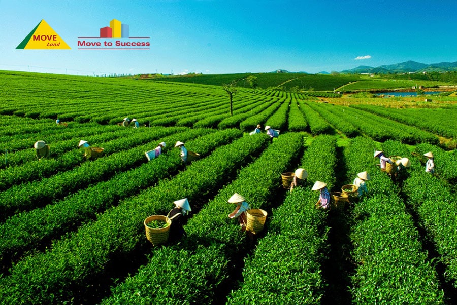 Bảo Lộc là thành phố sản xuất trà
