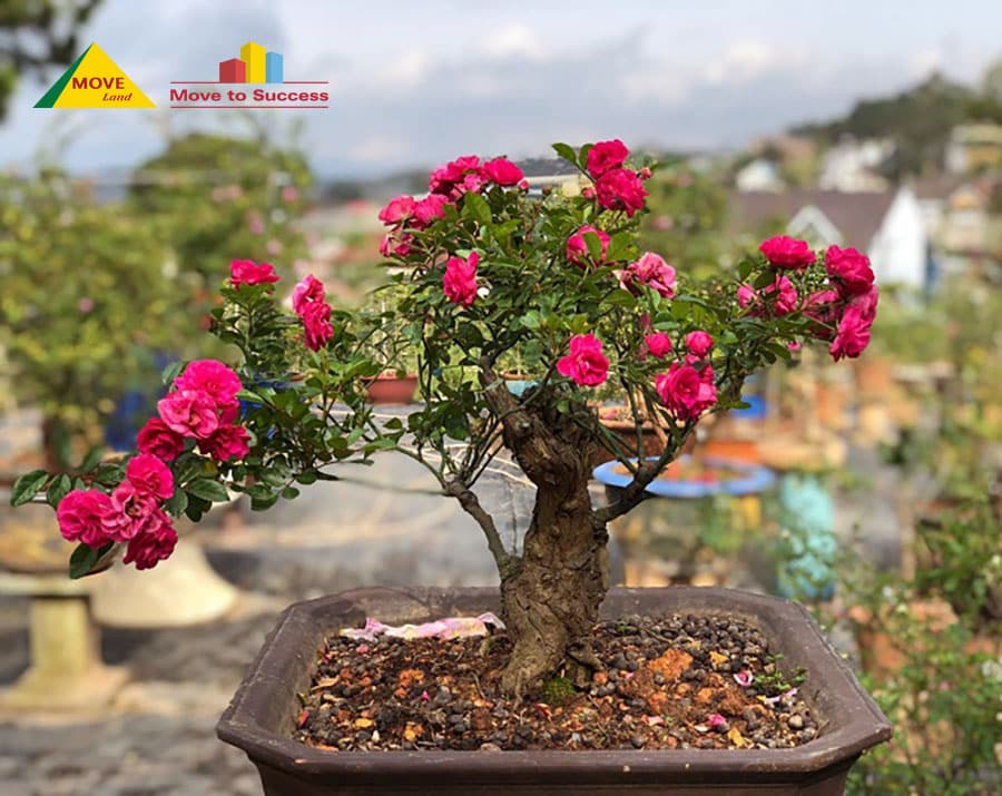 Cây hoa hồng bonsai cực đẹp