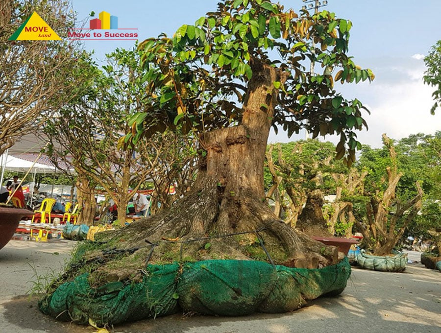 Cây vú sữa bonsai