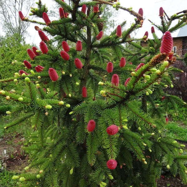 Thông đỏ còn được nhiều người trồng để làm cây cảnh, chủ yếu trồng làm bonsai rất đẹp