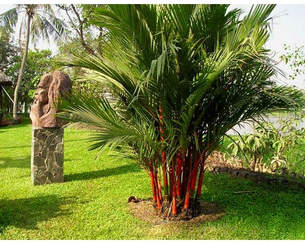 Cây cau đỏ có thân cây màu đỏ đặc trưng, có thể trồng để làm cây cảnh sân vườn rất đẹp