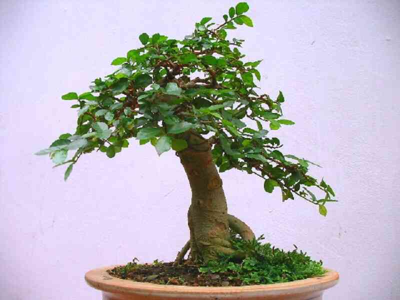 Cây duối cảnh bonsai dáng xiêu