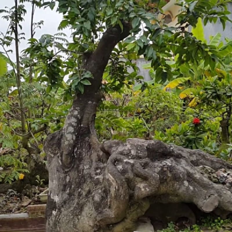Cây thị bonsai lâu năm