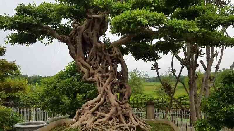 Cây trâm dùng làm cây cảnh