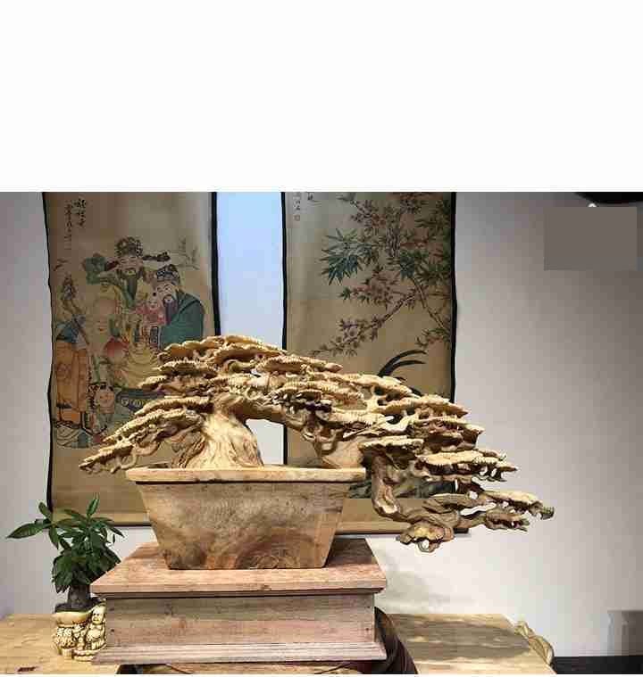 Cây Tùng bonsai bằng gỗ Pơ mu cực đẹp